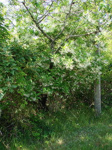 Photo By: Stephen M. Young. Photo taken: Suffolk County, NY on 3 June 2010